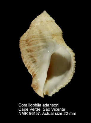 Coralliophila adansoni (4).jpg - Coralliophila adansoni Kosuge & Fernandes,1989